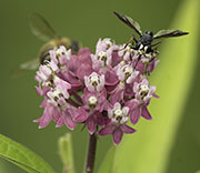 Wasp